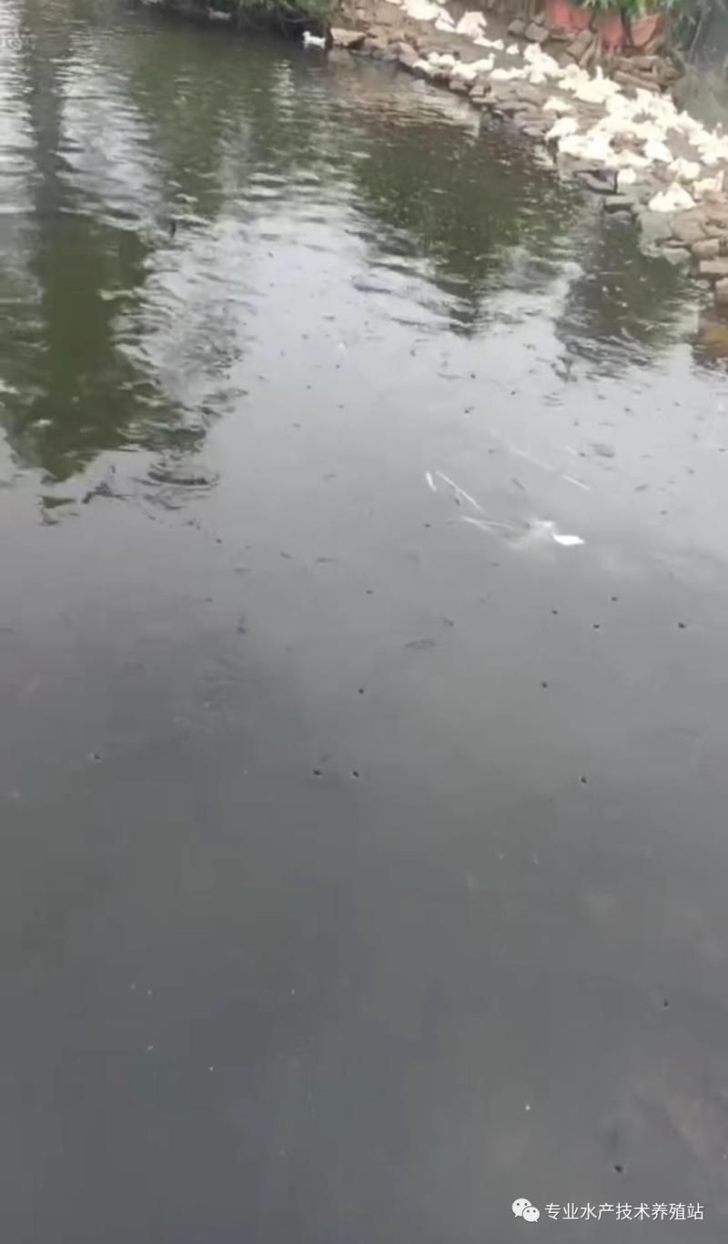 如何預防錦鯉浮頭,如何預防錦鯉浮頭現象 龍魚百科 第4張 如何預防錦鯉浮頭,如何預防錦鯉浮頭現象 如何預防錦鯉浮頭,如何預防錦鯉浮頭現象 龍魚百科 第4張