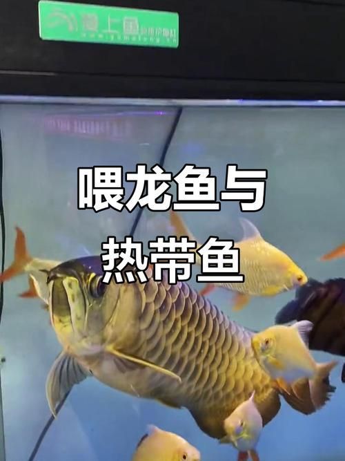 如何飼養一條健康的龍魚？，如何飼養一條健康的龍魚