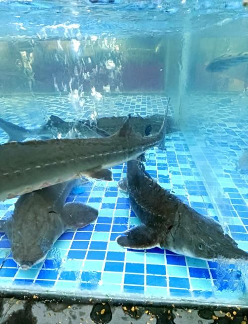 英德龍魚有哪些營養價值？，英德龍魚有哪些營養價值