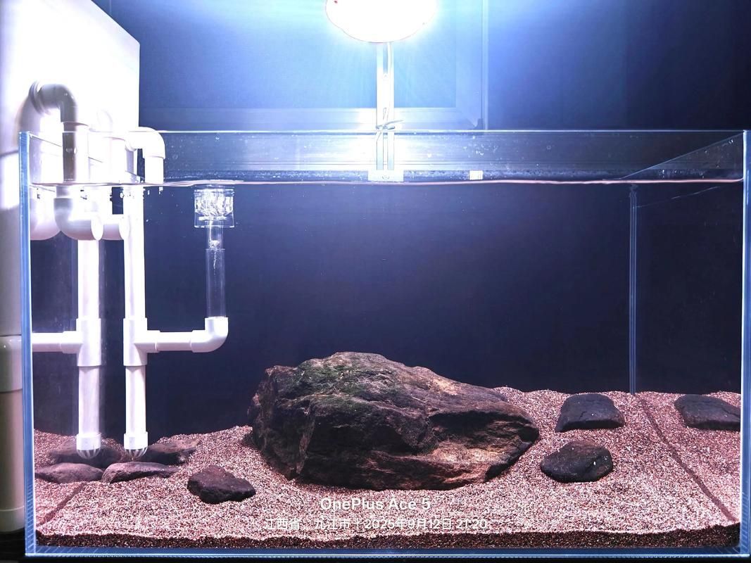 60厘米至80厘米的魚缸有哪些推薦尺寸？，60厘米至80厘米的魚缸選擇推薦尺寸