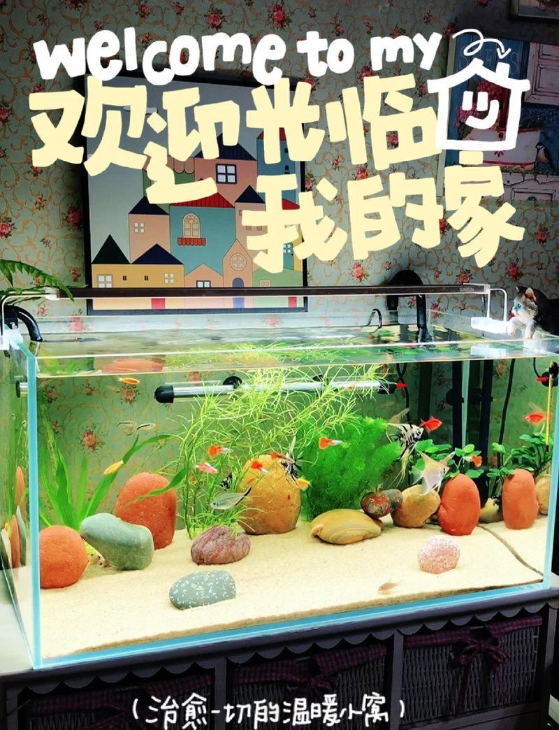 60厘米至80厘米的魚缸有哪些推薦尺寸？，60厘米至80厘米的魚缸選擇推薦尺寸