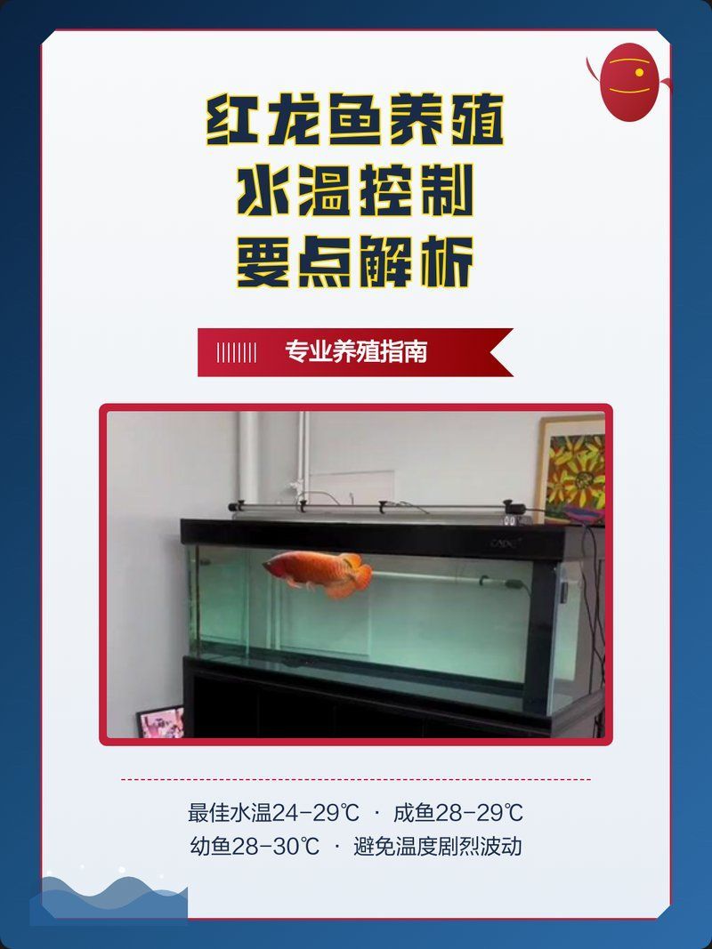 如何維持半紅龍魚水溫穩定，半紅龍魚如何維持全水溫穩定