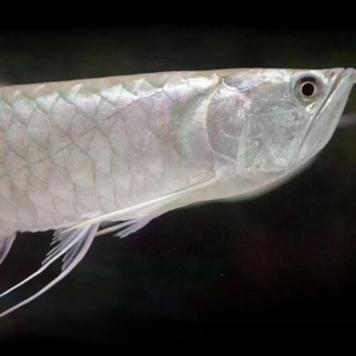 七彩銀龍魚的價格是多少，七彩銀龍魚價格腰斬 七彩銀龍魚的價格是多少，七彩銀龍魚價格腰斬 龍魚百科 第5張