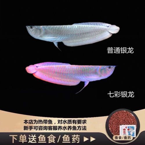 七彩銀龍魚的價格是多少，七彩銀龍魚價格腰斬 七彩銀龍魚的價格是多少，七彩銀龍魚價格腰斬 龍魚百科 第3張