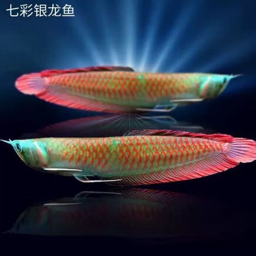 七彩銀龍魚的價格是多少，七彩銀龍魚價格腰斬 七彩銀龍魚的價格是多少，七彩銀龍魚價格腰斬 龍魚百科 第4張