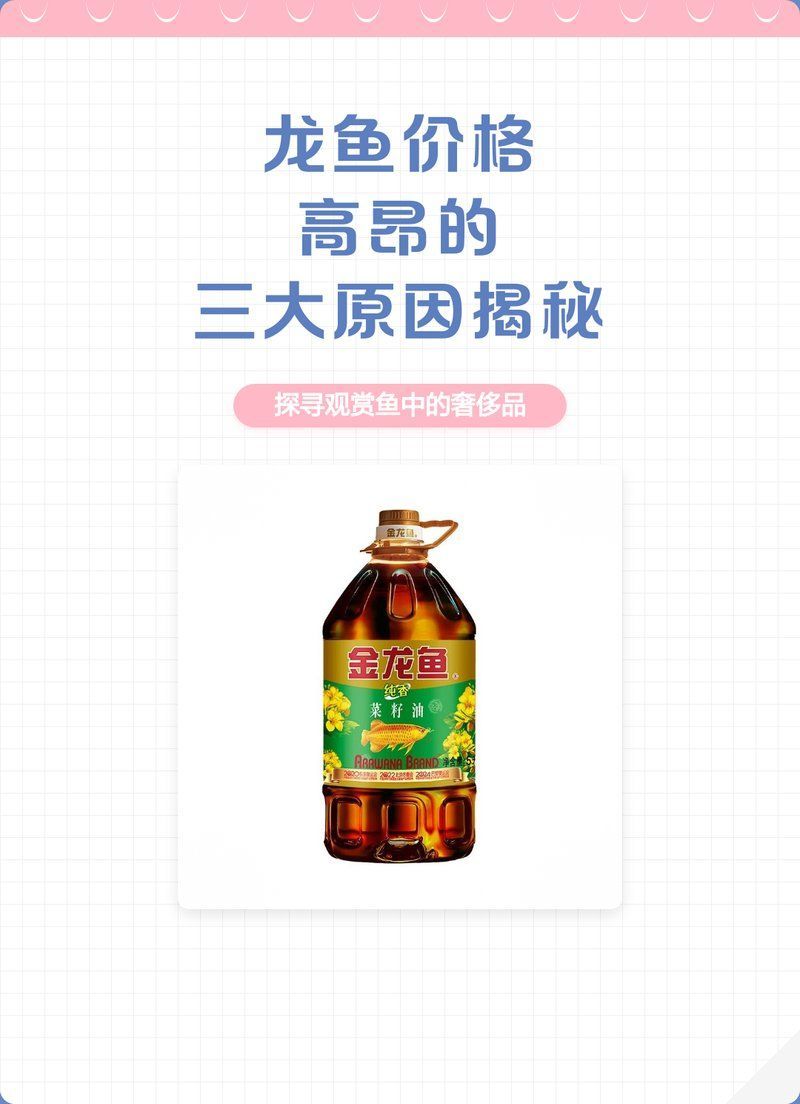 龍魚中哪個品種最貴？，世界上最貴的龍魚品種，價格堪比一線城市的一套房 龍魚中哪個品種最貴？，世界上最貴的龍魚品種，價格堪比一線城市的一套房 龍魚百科 第11張