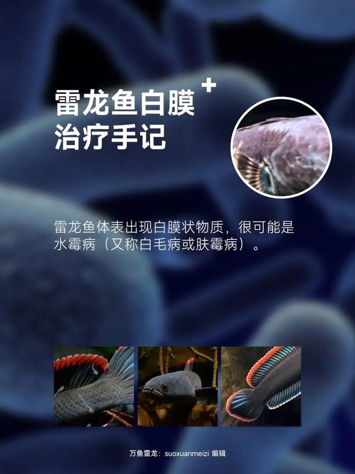 雷龍魚鰭充血最簡單三個過程，金雷龍、血斑雷龍魚鰭充血最簡單三個過程思考完成 雷龍魚鰭充血最簡單三個過程，金雷龍、血斑雷龍魚鰭充血最簡單三個過程思考完成 龍魚百科 第9張