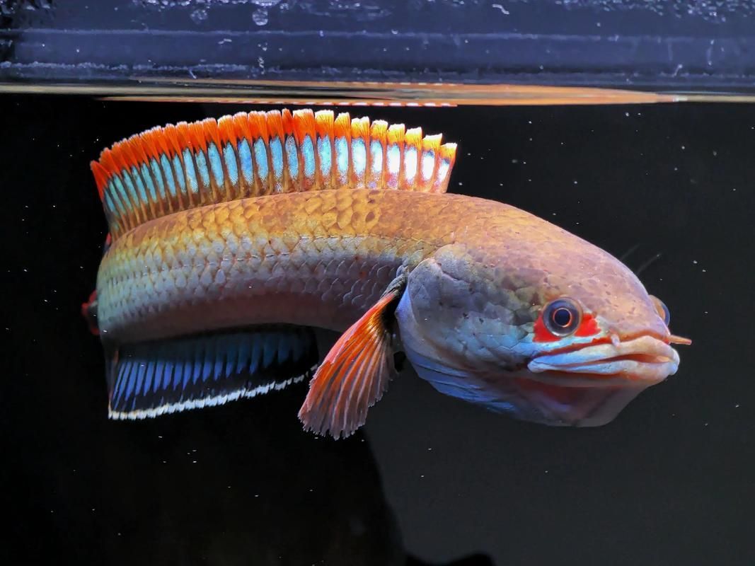 雷龍魚鰭充血最簡單三個過程，金雷龍、血斑雷龍魚鰭充血最簡單三個過程思考完成