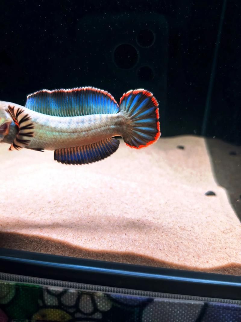 雷龍魚鰭充血最簡單三個過程，金雷龍、血斑雷龍魚鰭充血最簡單三個過程思考完成 雷龍魚鰭充血最簡單三個過程，金雷龍、血斑雷龍魚鰭充血最簡單三個過程思考完成 龍魚百科 第4張