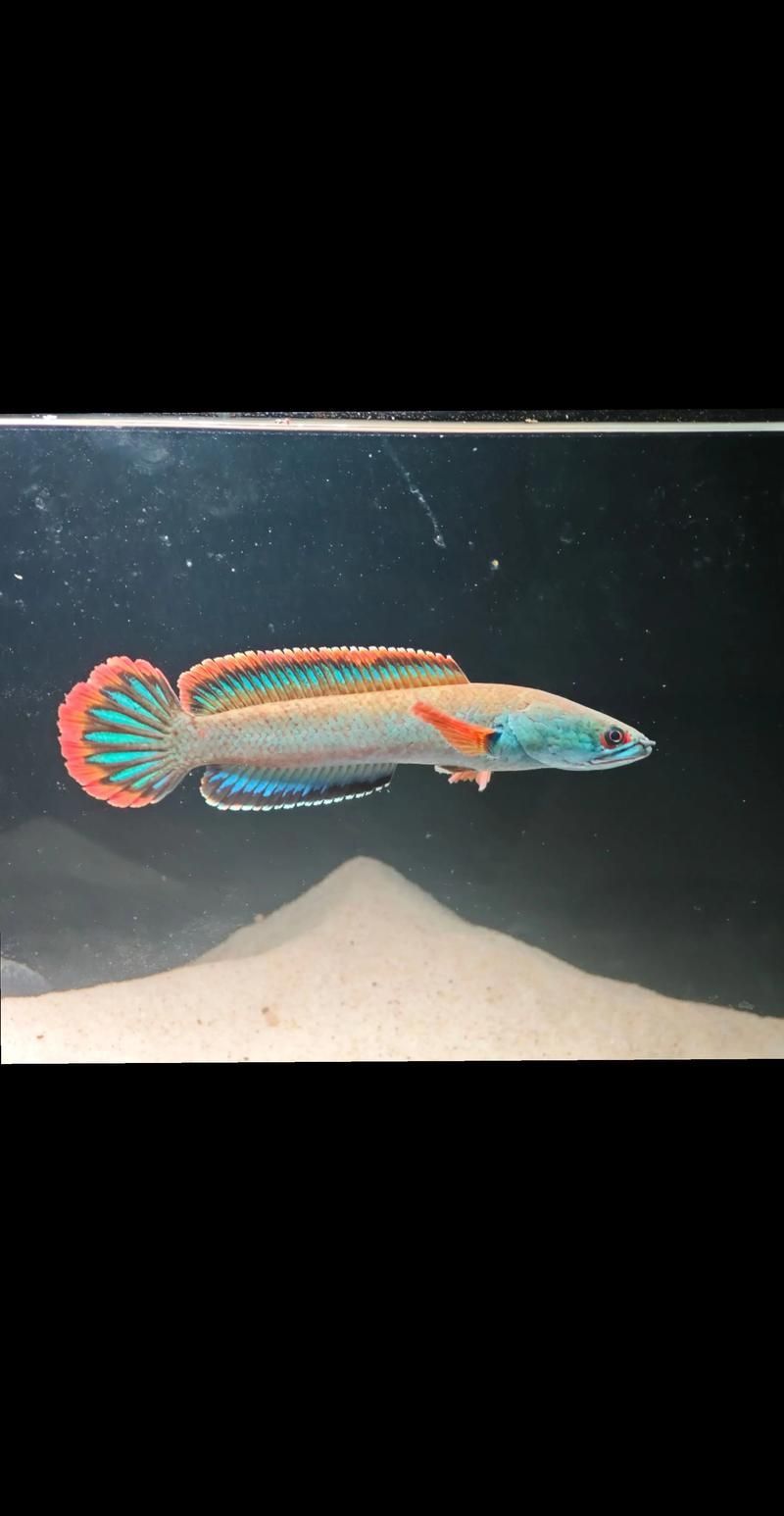 雷龍魚鰭充血最簡單三個過程，金雷龍、血斑雷龍魚鰭充血最簡單三個過程思考完成 雷龍魚鰭充血最簡單三個過程，金雷龍、血斑雷龍魚鰭充血最簡單三個過程思考完成 龍魚百科 第11張