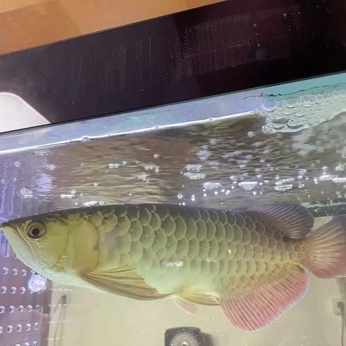 龍魚打哈欠后如何改善水質(zhì)，龍魚“打哈欠”后如何改善水質(zhì)思考完成