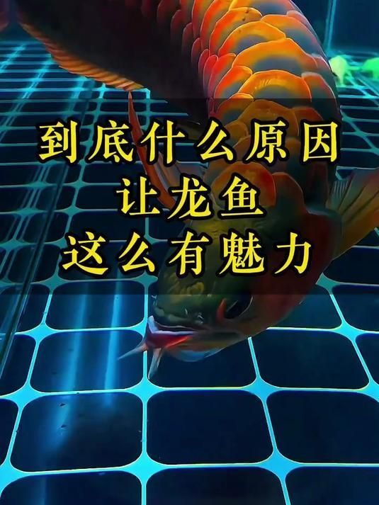 龍魚和錦鯉哪個更有收藏價值，龍魚和錦鯉哪個更有收藏價值，