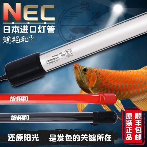 紅龍魚使用6700K和15000K燈管的效果對比圖，紅龍魚6700k和15000k燈管哪個更健康