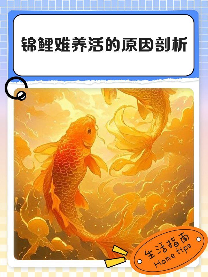 龍魚和錦鯉哪個更適合新手養殖，龍魚和錦鯉哪個更適合新手養殖，