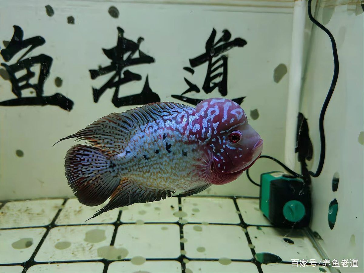 如何預防紅龍魚凸眼病的復發，如何預防紅龍魚凸眼病