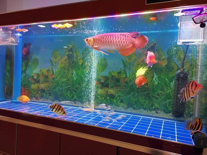 能否提供祥龍魚場在世博會的展區圖片，祥龍魚場在世博會展區的十大設計亮點