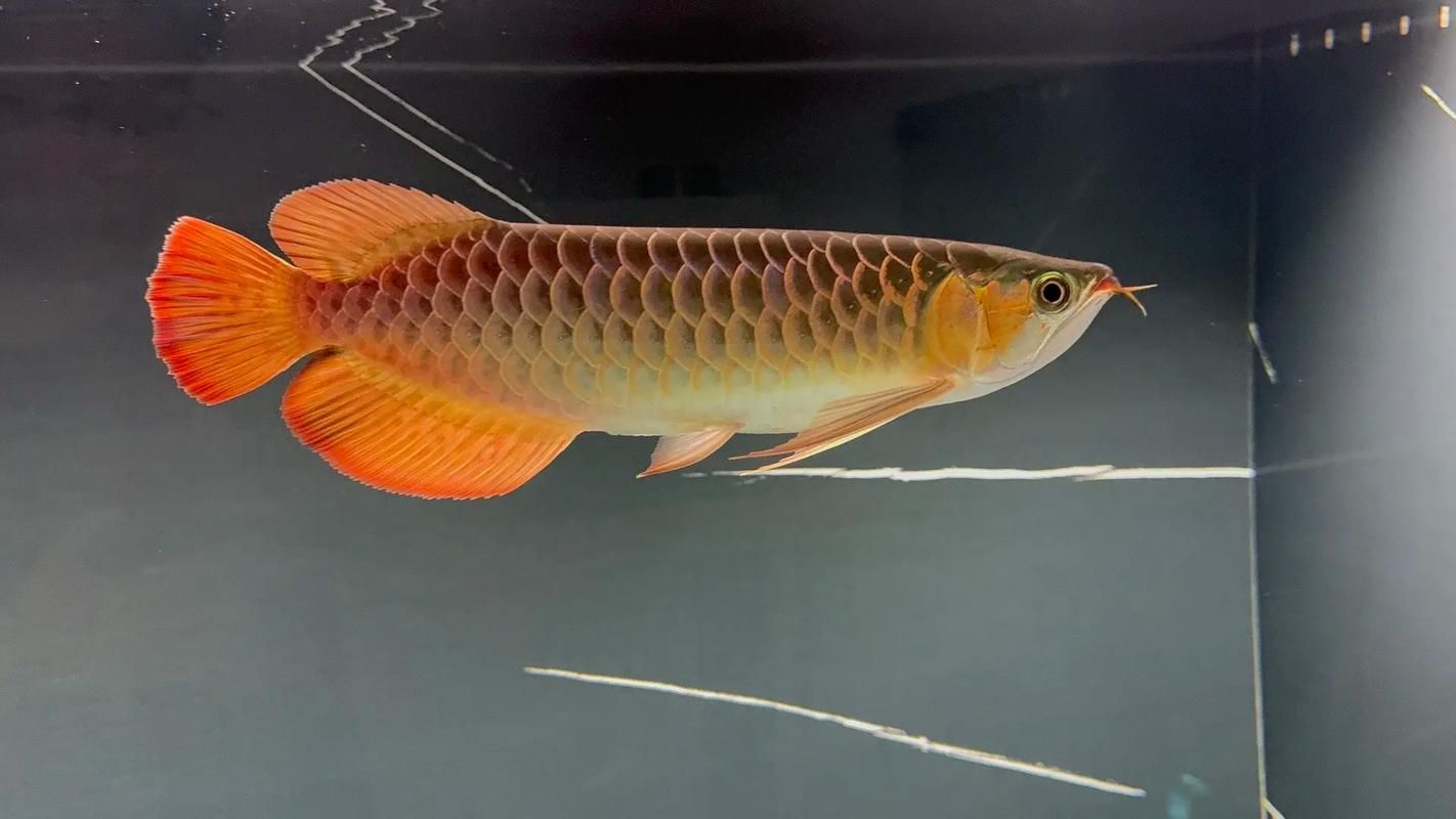 如何判斷龍魚嘴部缺口是否感染？ 如何判斷龍魚嘴部缺口是否感染？ 龍魚百科 第5張