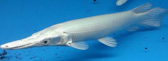紅眼黃化幽靈火箭魚皇家火箭魚,“紅眼黃化幽靈火箭魚”是什么? 龍魚百科 第4張 紅眼黃化幽靈火箭魚皇家火箭魚,“紅眼黃化幽靈火箭魚”是什么? 紅眼黃化幽靈火箭魚皇家火箭魚,“紅眼黃化幽靈火箭魚”是什么? 龍魚百科 第4張