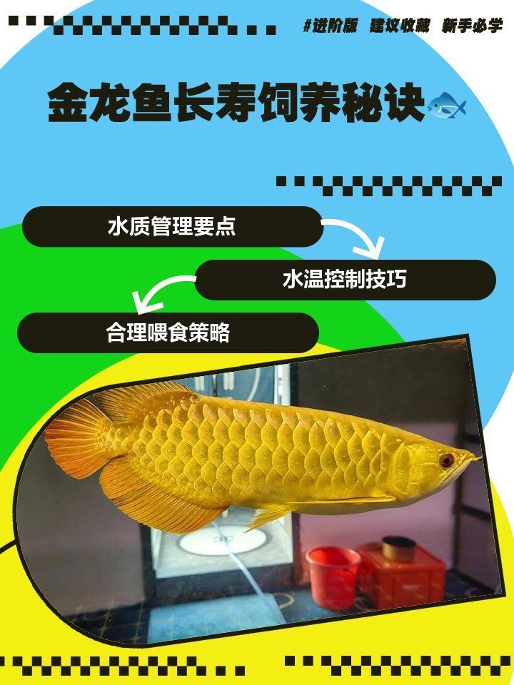 如何維持黃吉金龍魚的水質(zhì)穩(wěn)定，如何維持黃吉金龍魚水質(zhì)穩(wěn)定