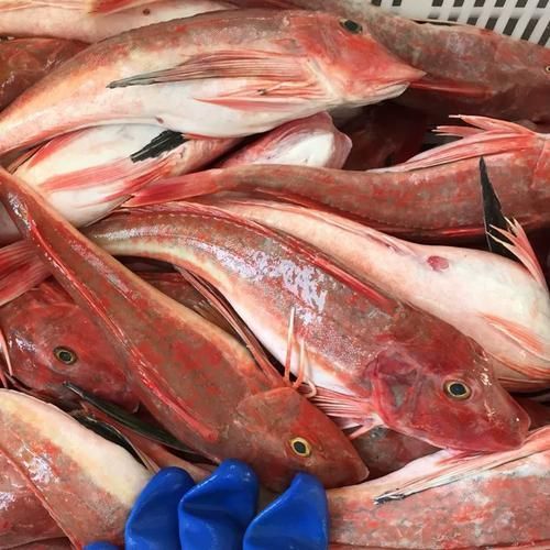 如何判斷紅頭魚是否新鮮
