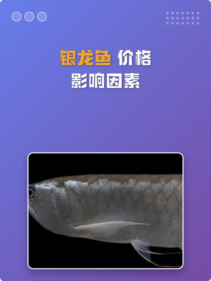 龍魚市場價格波動大嗎？，龍魚市場價格波動大嗎