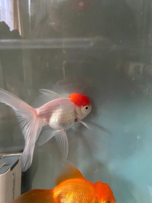 詳細(xì)閱讀:如何判斷魚(yú)尾充血的嚴(yán)重程度,如何判斷魚(yú)尾充血 如何判斷魚(yú)尾充血的嚴(yán)重程度,如何判斷魚(yú)尾充血