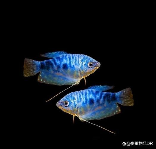 如何判斷曼龍魚是否混養(yǎng)成功，——科學(xué)觀察指南曼龍魚混養(yǎng)成功案例
