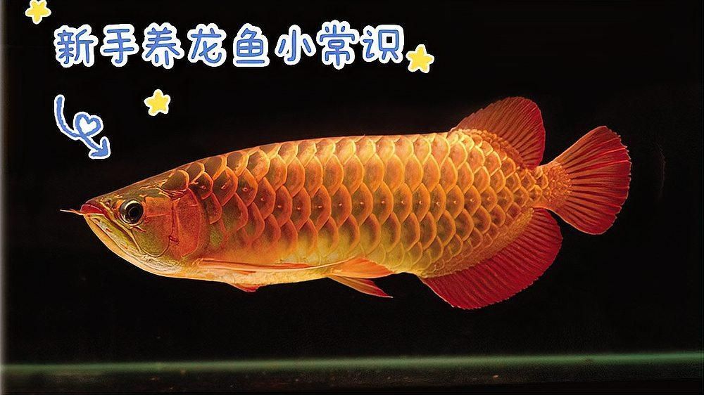 60厘米的缸能養(yǎng)龍魚嗎？ 60厘米的缸能養(yǎng)龍魚嗎？ 龍魚百科 第2張