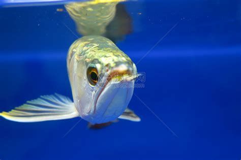 龍魚浮頭是什么原因，龍魚浮頭是什么原因龍魚浮頭是什么原因龍魚浮頭是什么原因