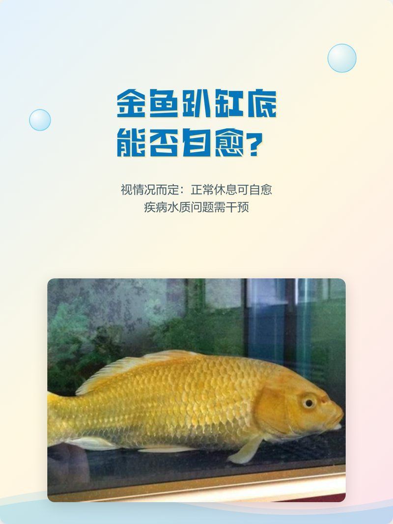 詳細閱讀:如何判斷金魚趴缸底是否自愈,如何判斷金魚是否自愈 如何判斷金魚趴缸底是否自愈,如何判斷金魚是否自愈
