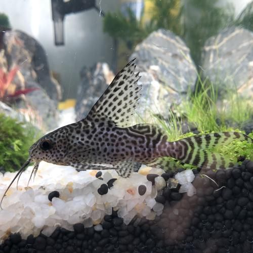 清潔魚需要多大的魚缸，清潔魚缸尺寸詳解