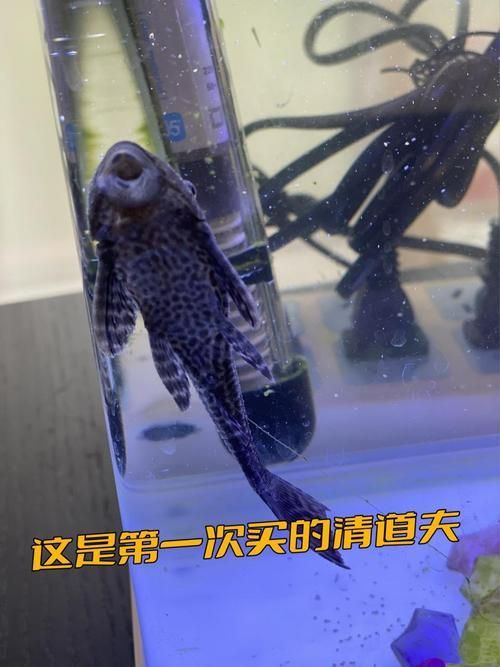 清潔魚需要多大的魚缸，清潔魚缸尺寸詳解