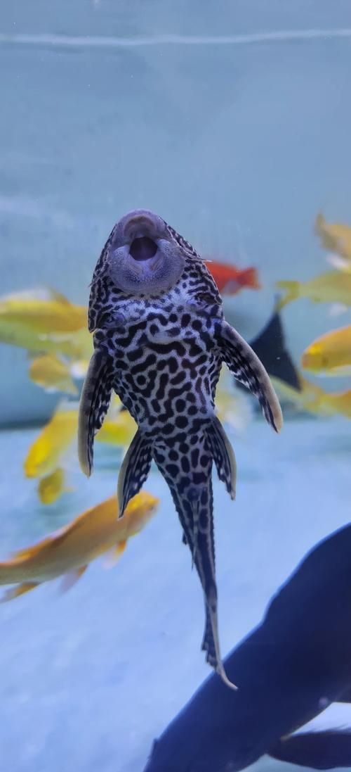 清潔魚需要多大的魚缸，清潔魚缸尺寸詳解