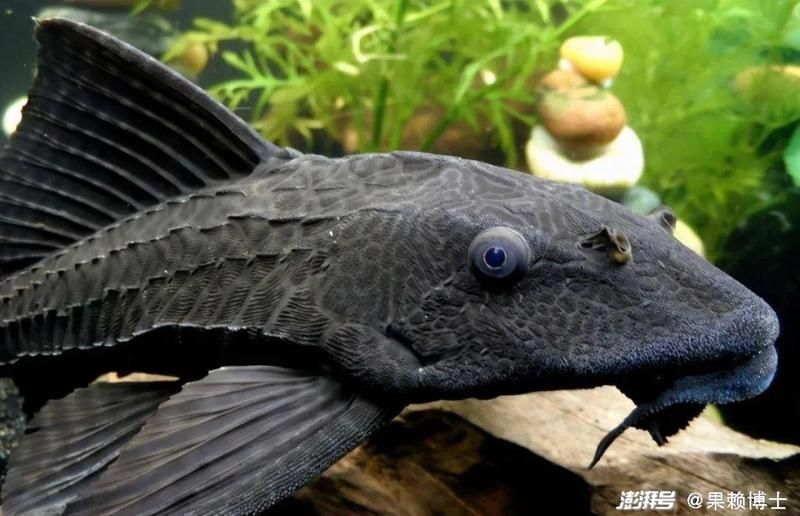 清潔魚需要多大的魚缸，清潔魚缸尺寸詳解