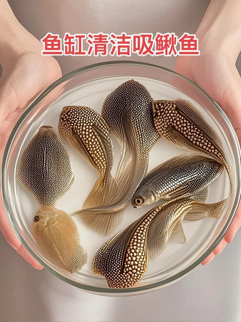 清潔魚需要多大的魚缸，清潔魚缸尺寸詳解
