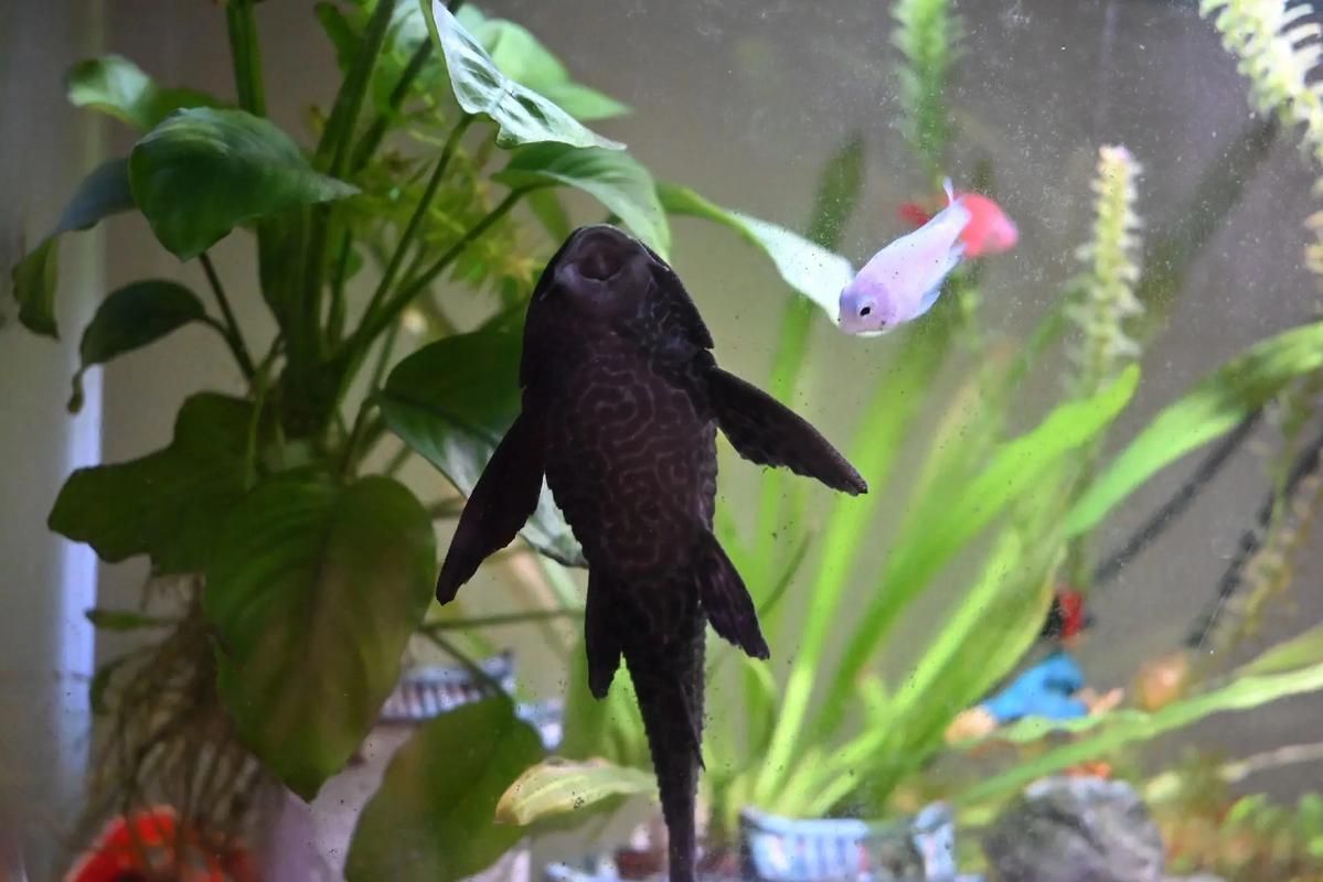 清潔魚需要多大的魚缸，清潔魚缸尺寸詳解