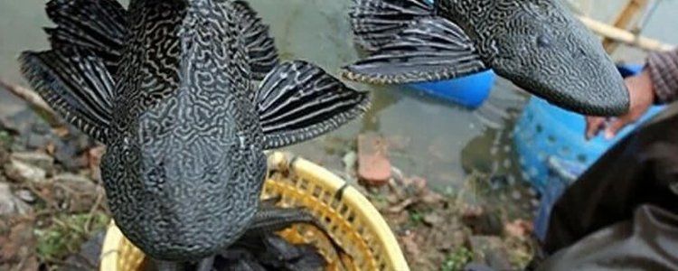 清潔魚需要多大的魚缸，清潔魚缸尺寸詳解