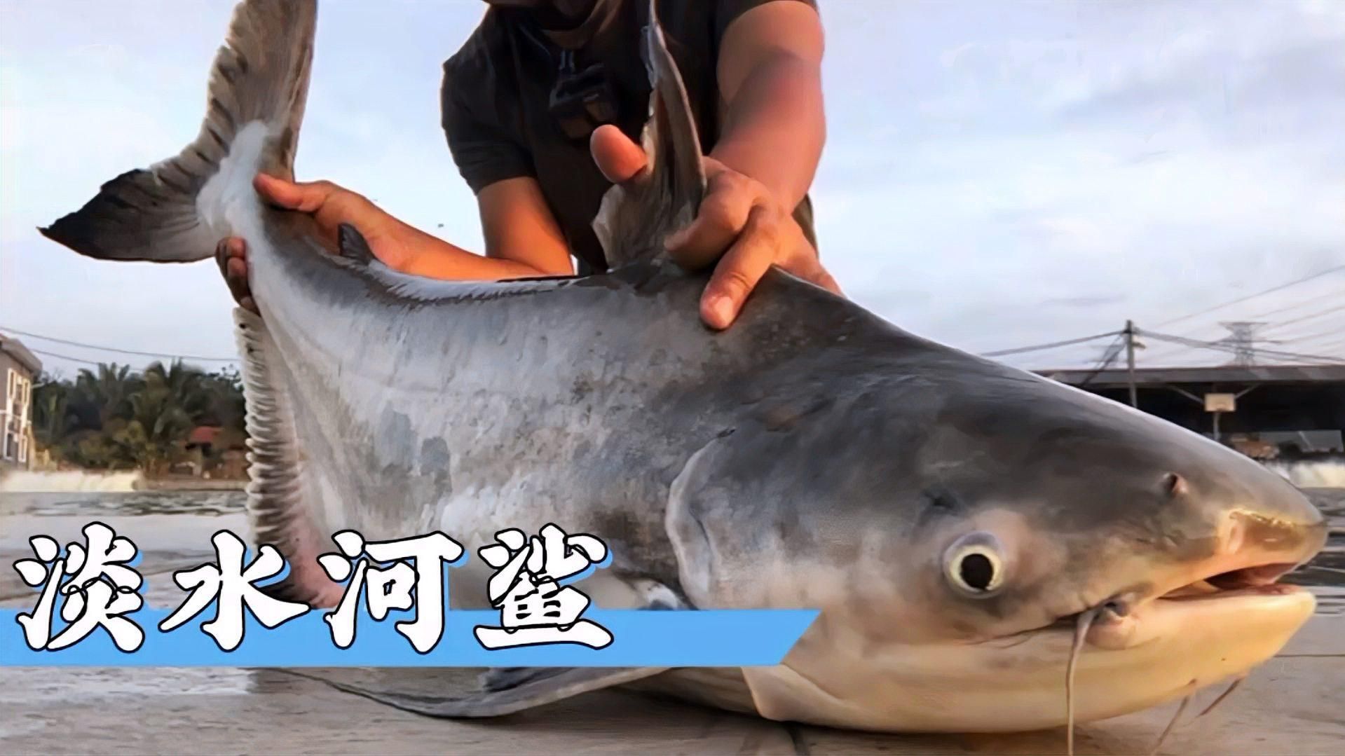成吉思汗鯊（球鯊）魚，成吉思汗鯊是一種大型海洋捕食性魚類屬于軟骨魚綱鯊魚目 成吉思汗鯊（球鯊）魚，成吉思汗鯊是一種大型海洋捕食性魚類屬于軟骨魚綱鯊魚目 龍魚百科 第2張