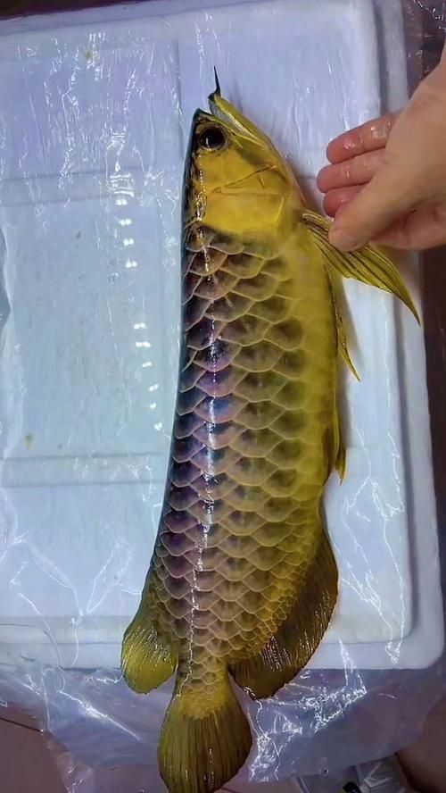 如何判斷古典過背金龍的品質，判斷古典過背金龍的品質需從多個角度進行綜合分析 如何判斷古典過背金龍的品質，判斷古典過背金龍的品質需從多個角度進行綜合分析 龍魚百科 第6張