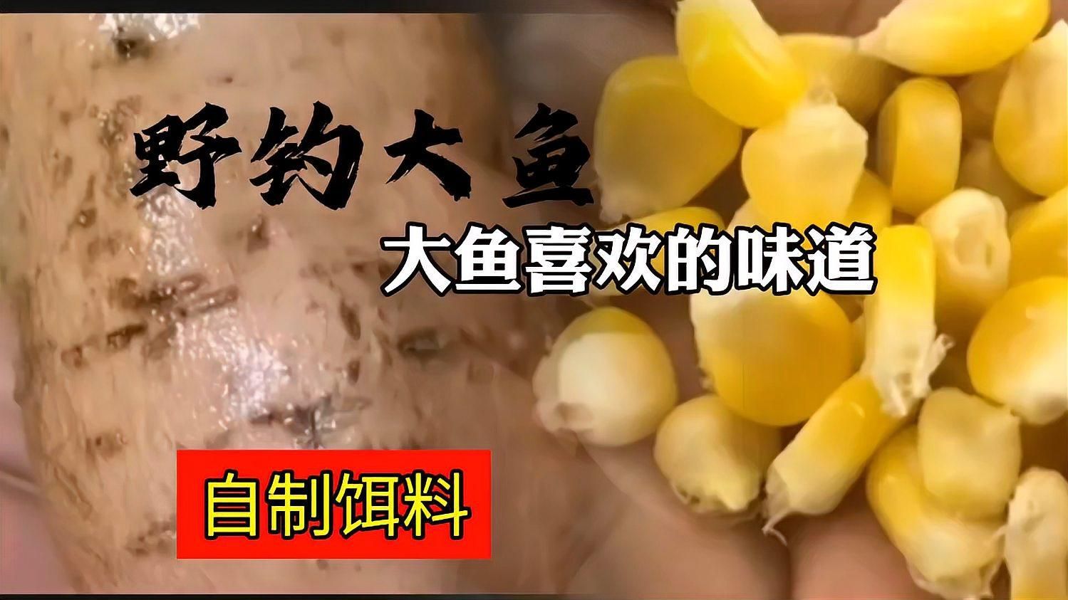 詳細閱讀:如何制作新鮮餌料,制作新鮮餌料是釣魚愛好者和漁民的重要技能,不僅關系到釣魚成功率 如何制作新鮮餌料,制作新鮮餌料是釣魚愛好者和漁民的重要技能,不僅關系到釣魚成功率