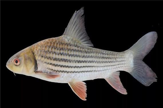 七紋巨鯉魚的市場價格,七紋巨鯉魚市場價格 龍魚百科 第4張 七紋巨鯉魚的市場價格,七紋巨鯉魚市場價格 七紋巨鯉魚的市場價格,七紋巨鯉魚市場價格 龍魚百科 第4張