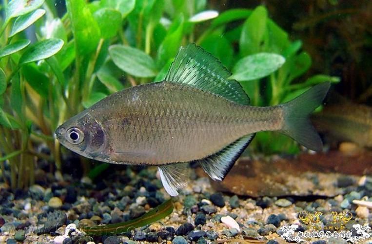 七紋巨鯉魚的市場價格,七紋巨鯉魚市場價格 龍魚百科 第5張 七紋巨鯉魚的市場價格,七紋巨鯉魚市場價格 七紋巨鯉魚的市場價格,七紋巨鯉魚市場價格 龍魚百科 第5張