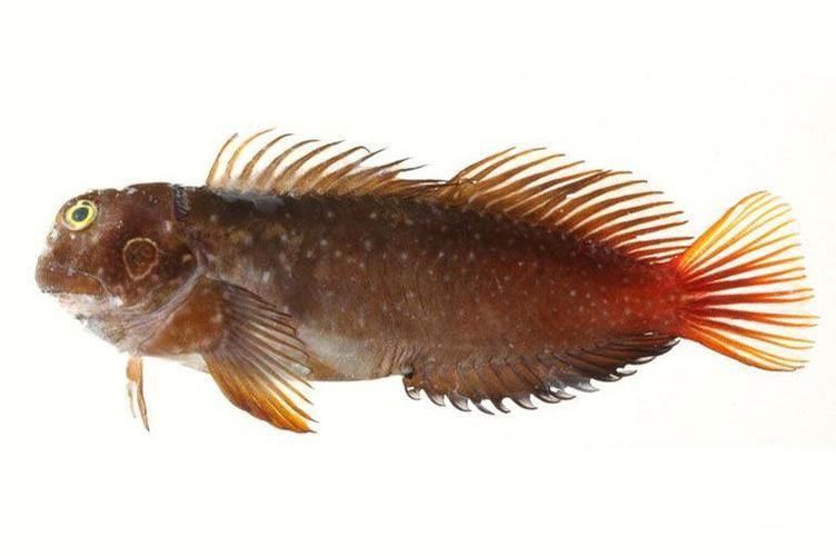 七紋巨鯉魚的市場價格,七紋巨鯉魚市場價格 龍魚百科 第6張 七紋巨鯉魚的市場價格,七紋巨鯉魚市場價格 七紋巨鯉魚的市場價格,七紋巨鯉魚市場價格 龍魚百科 第6張
