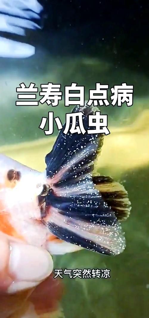 如何判斷金龍魚是否患有寄生蟲，如何判斷金龍魚是否患寄生蟲