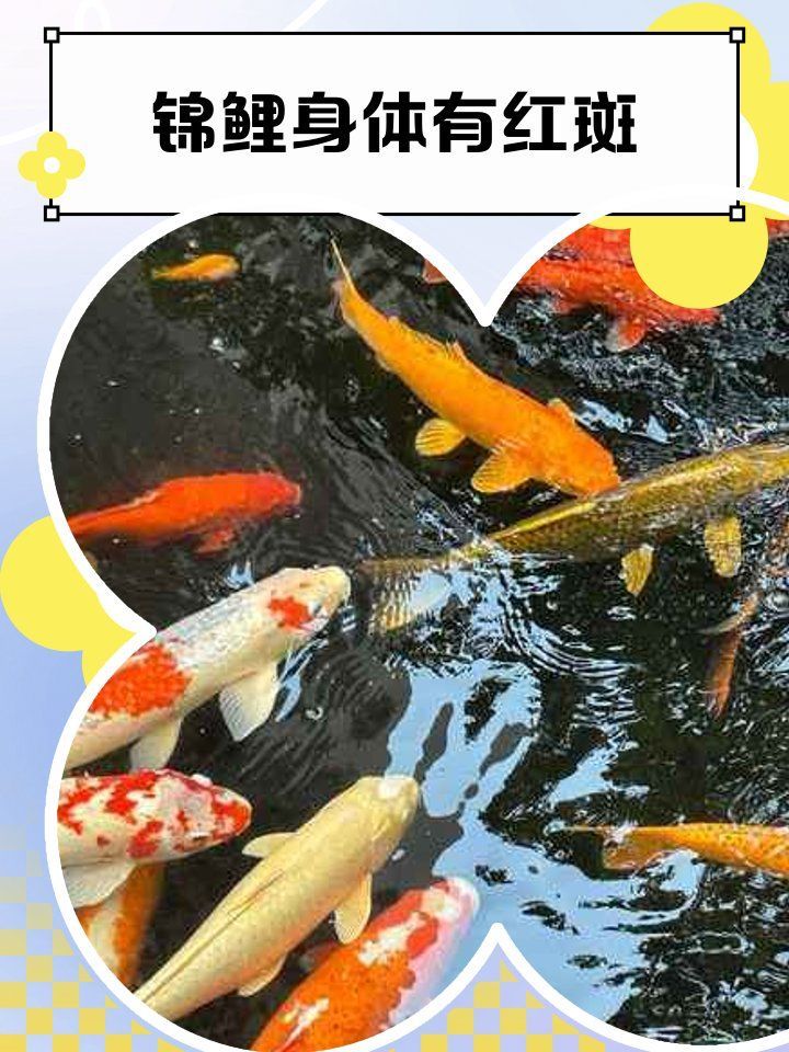 錦鯉紅斑病有哪些治療方法，錦鯉紅斑病的治療方法