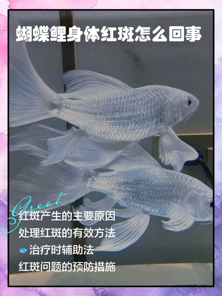 錦鯉紅斑病有哪些治療方法，錦鯉紅斑病的治療方法