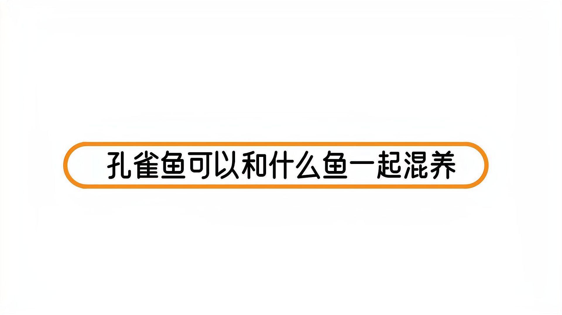 哪些魚適合與孔雀魚混養(yǎng)，哪些魚適合與孔雀魚混養(yǎng)適合與孔雀魚混養(yǎng)的魚類，主要需滿足