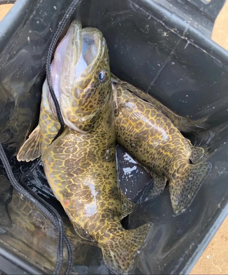 如何區分普通鱖魚和其他種類，sinipercachuatsi、sinipercachuatsi、sinipercachuatsi