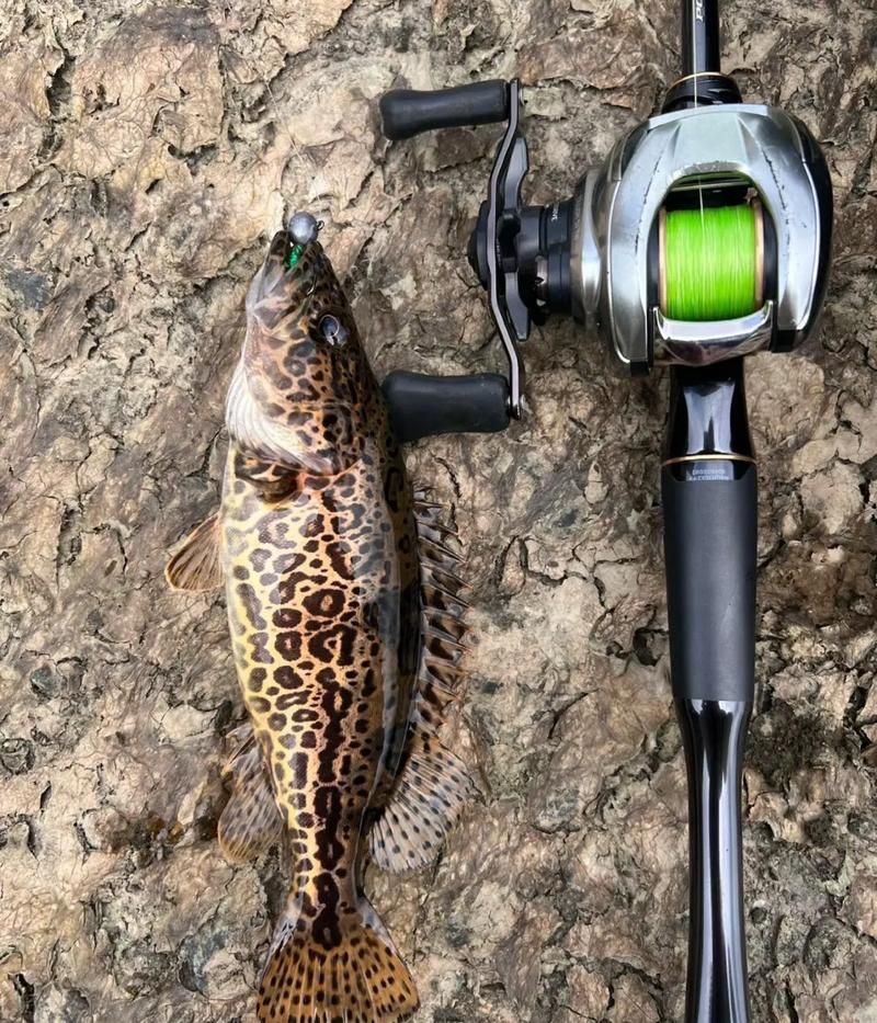 如何區分普通鱖魚和其他種類，sinipercachuatsi、sinipercachuatsi、sinipercachuatsi