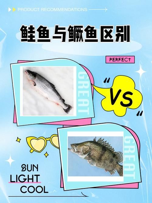 如何區分普通鱖魚和其他種類，sinipercachuatsi、sinipercachuatsi、sinipercachuatsi